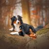 Black Tri Australian Shepherd Animal Diamond Painting