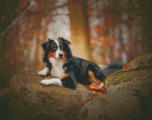 Black Tri Australian Shepherd Animal Diamond Painting