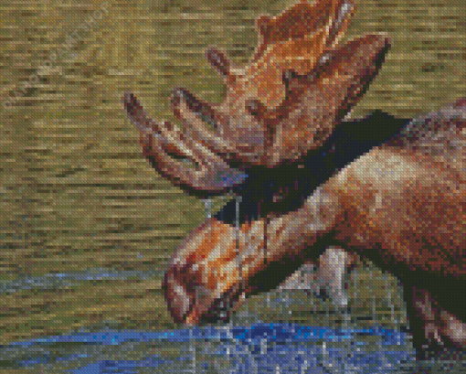 Brown Moose Head In Water Diamond Painting