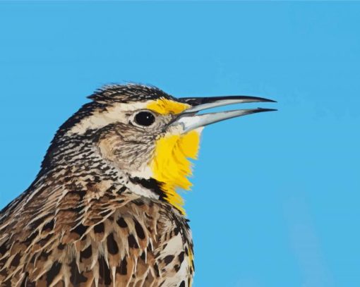 Close Up Western Meadowlark Diamond Painting