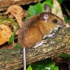 Cute Tree Mouse Diamond Painting