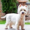 Cute West Highland Terrier Diamond Painting