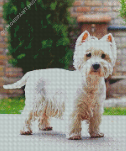 Cute West Highland Terrier Diamond Painting