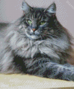 Grey Large Fluffy Cat Diamond Painting