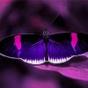 Black And Purple Butterfly Diamond Painting