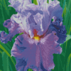 Purple Bearded Iris Diamond Painting