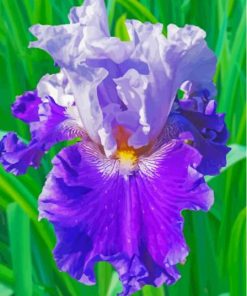 Purple Bearded Iris Diamond Painting