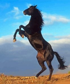 The Black Stallion Diamond Painting