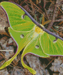 The Lunar Moth Diamond Painting