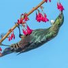 Tui Bird Eating Diamond Painting