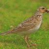 Aesthetic Eurasian Skylark Diamond Painting