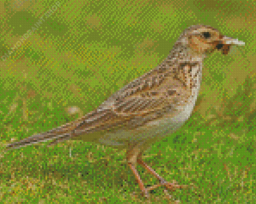 Aesthetic Eurasian Skylark Diamond Painting