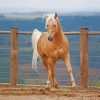 Aesthetic Palomino Horse Diamond Painting