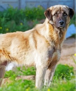 Cool Anatolian Shepherd Dog Diamond Painting