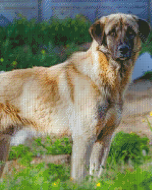 Cool Anatolian Shepherd Dog Diamond Painting