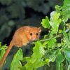 Dormouse On Tree Diamond Painting