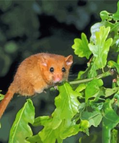 Dormouse On Tree Diamond Painting