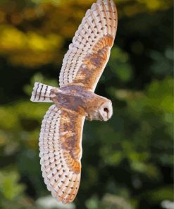 Female Barn Owl Wings Diamond Painting