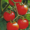 Tomato Plant Diamond Painting