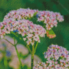 Valerian Plant Diamond Painting