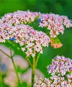 Valerian Plant Diamond Painting