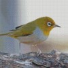 Aesthetic Silvereye Bird Diamond Painting