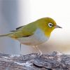 Aesthetic Silvereye Bird Diamond Painting