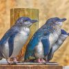 Australian Fairy Penguin Birds Diamond Painting