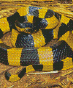 Banded Krait Snake Diamond Painting