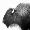 Buffalo Black And White Animal Diamond Painting