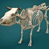 Bull Skeleton Anatomy Diamond Painting