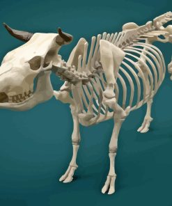 Bull Skeleton Anatomy Diamond Painting