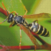 Close Up Yellow Jacket Wasp Diamond Painting