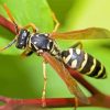 Close Up Yellow Jacket Wasp Diamond Painting