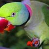 Close Up Alexandrine Parakeet Eating Diamond Painting