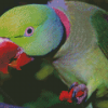 Close Up Alexandrine Parakeet Eating Diamond Painting