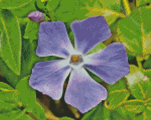 Close Up Periwinkle Purple Flower Diamond Painting