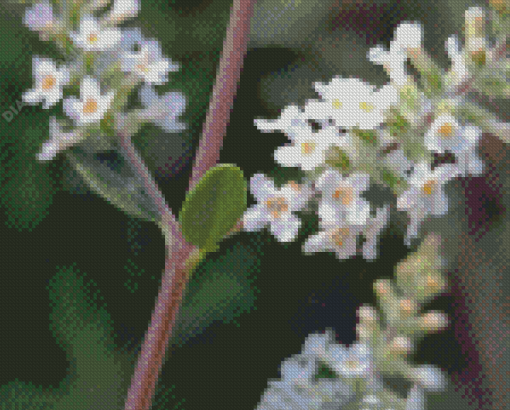 Close Up White Aloysia Diamond Painting