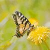 Dandelion Butterfly Diamond Painting