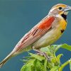 Dickcissel Bird Diamond Painting