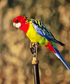 Eastern Rosella Diamond Painting