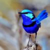 Fairy Wren Bird Diamond Painting