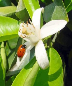 Orange Blossom Flower With Ladybug Diamond Painting