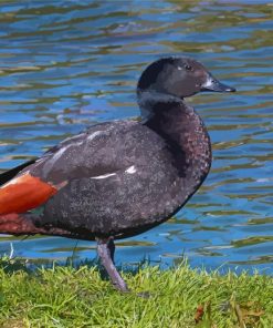 Paradise Shelduck Diamond Painting