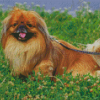 Pekingese Brown Dog Diamond Painting