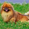 Pekingese Brown Dog Diamond Painting