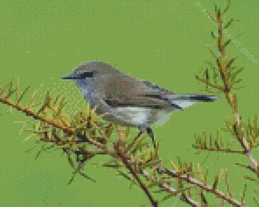 Aesthetic Grey Warbler Diamond Painting