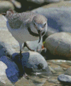 Aesthetic Wrybill Diamond Painting