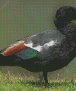 Black Paradise Shelduck Diamond Painting