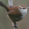 California Wren Diamond Painting